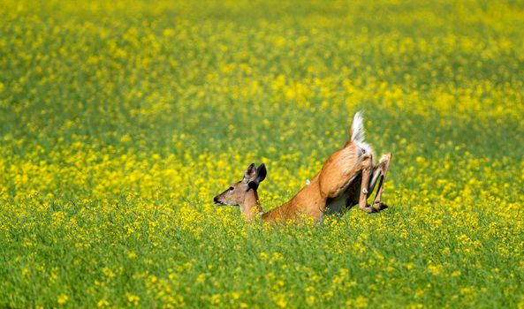 Deer Jumping in field