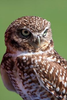 Burrowing Owl Close Up