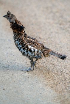 Spruce Grouse Close Up