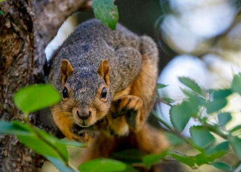 Common Squirrel Canada