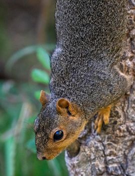 Common Squirrel Canada