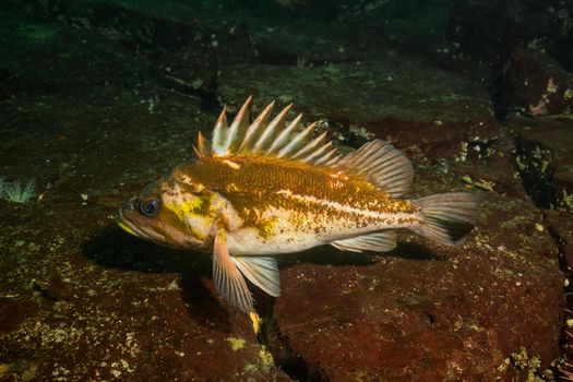 Rockfish at the bottom of the Pacific Ocean floor.