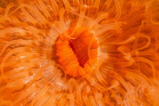 Macro Picture of Orange Plumose Anemone in Pacific Northwest Ocean