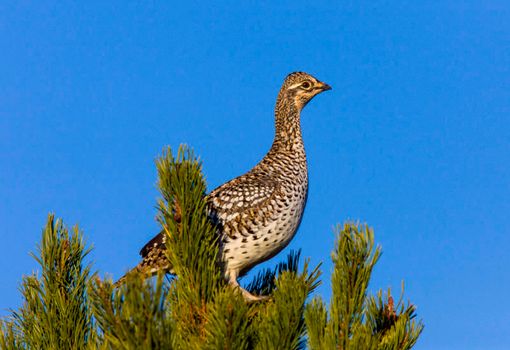 Sharp Tailed Grouse in Tree