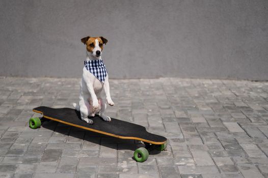 Jack Russell Terrier dog dressed in sunglasses and a plaid bandanna performs tricks on a longboard.