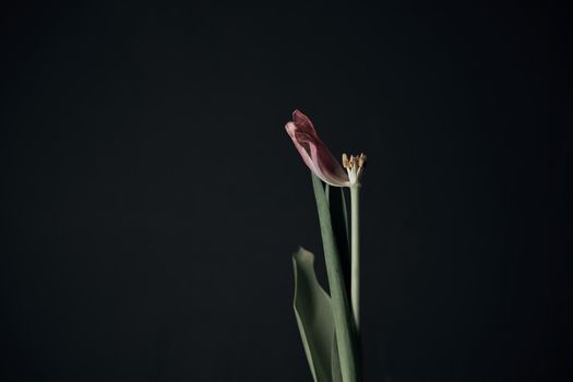 flower in hand on black background isolated sluggish