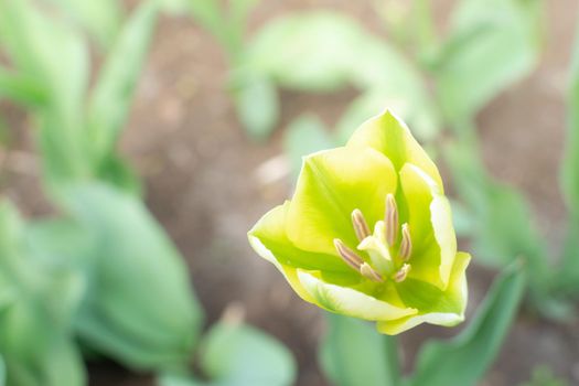 Cose up of fresh yellow tulip in the garden with soft green unfocused background
