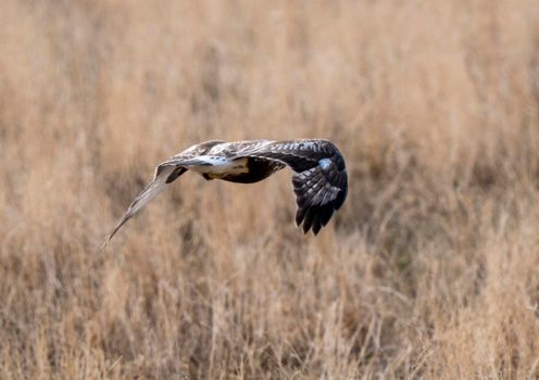 Hawk in Saskatchewan
