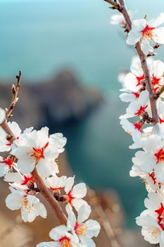 Flowering almond branches with white flowers against the blue sea