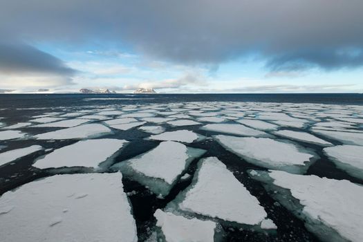 Sea ice in the Barents Sea near Franz Josef Land in summer