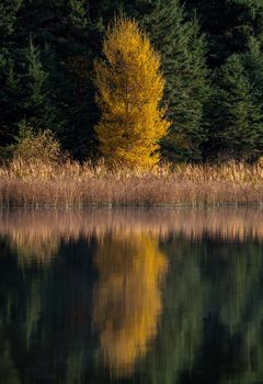 Autumn Scene Canada