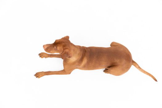 Mountain view of a reclining Female dog lying on a white background.