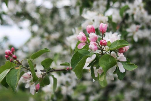 Beautiful apple tree blossoms in spring.
