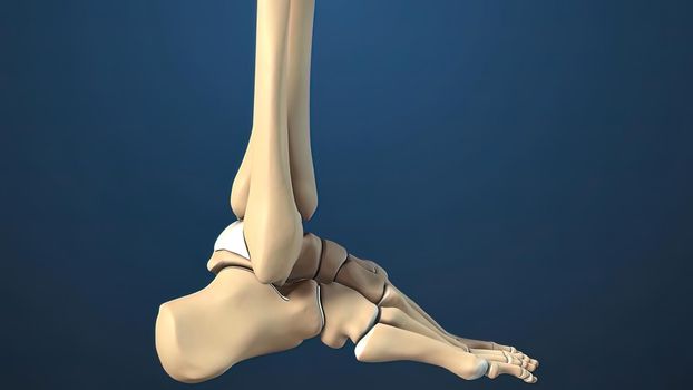 Foot and Ankle Fracture 3d medical