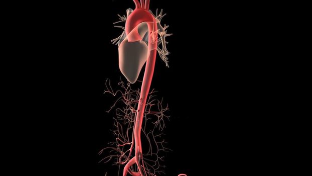 Human Circulatory System Heart Beat Anatomy 3D Render Concept.