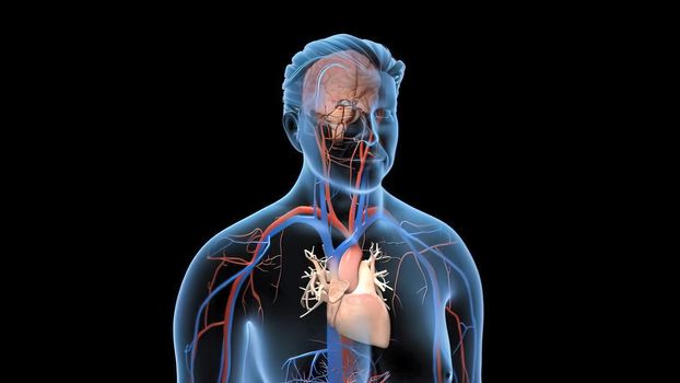 Animated transparent man blood circulation system