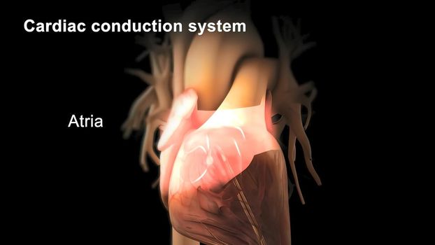 Cardiac Conduction System 3d medical