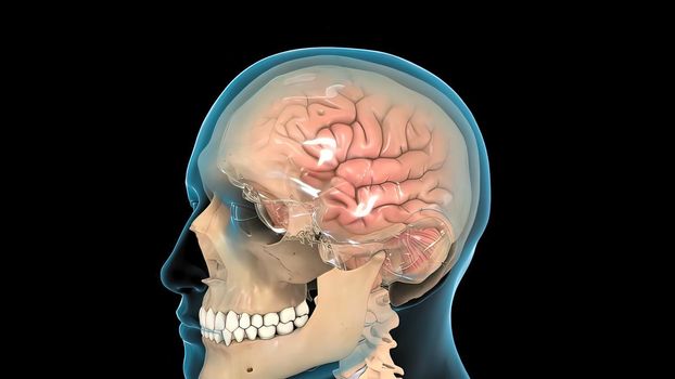Male medical brain scan in cycle (temporal lobe, parietal lobe)