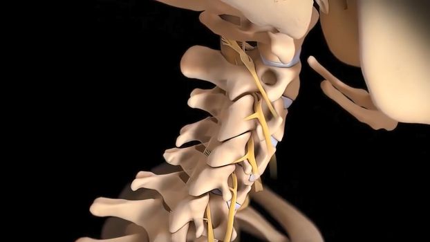 Human spine with nerve roots.