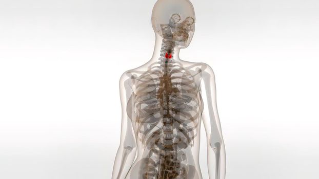 3d medical illustration Of Human Thyroid