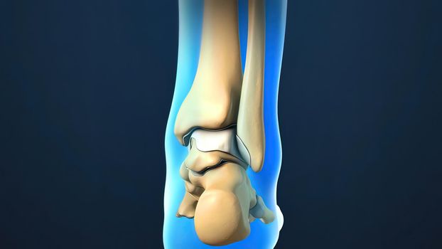 Ankle Joint Anatomy and articular cartilage 3d Render