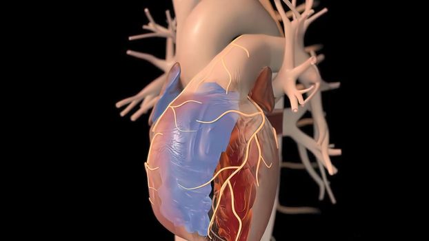 3D Illustration of Human Heartbeat Anatomy