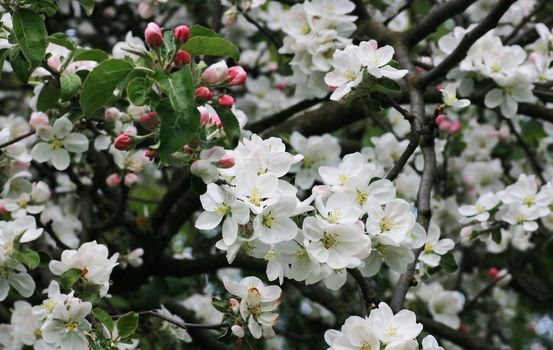 Beautiful flowers on an apple tree branch.
