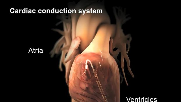 Cardiac Conduction System 3d medical