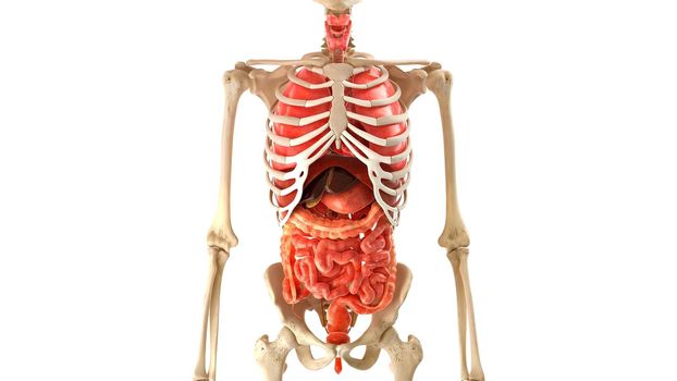 Skeleton human model internal organs on white 3D illustration 3d medical Animation