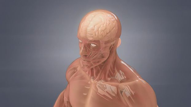 Human brain Anatomical Model 3D