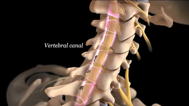 Brain and spinal system, vertebral canal