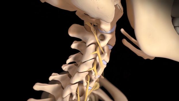 3D medical illustration of cervical spine on black background