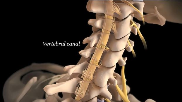 Brain and spinal system, vertebral canal