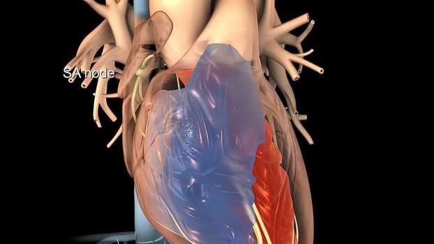 Heart Anatomy AV atrioventricular node For Medical Concept 3D Illustration