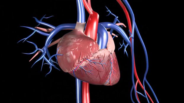 Cardiovascular System Human Blood Arteries And Veins