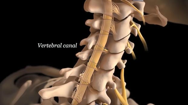 Human spine with nerve roots.
