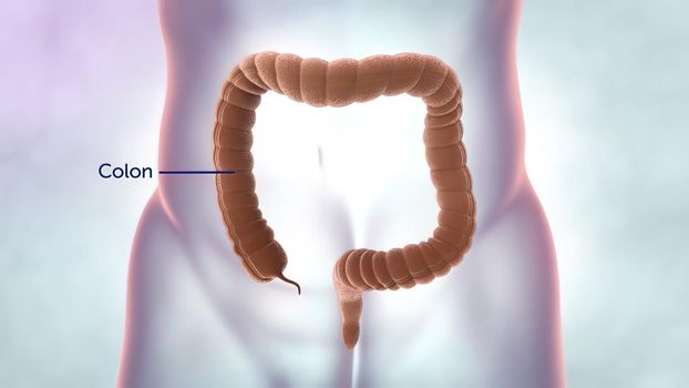 Illustration of colon and rectum on transparent human model