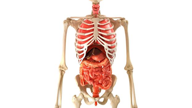 Skeleton human model internal organs on white 3D illustration 3d medical Animation
