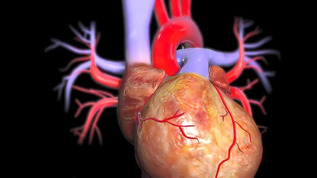 3d illustration of human body heart anatomy