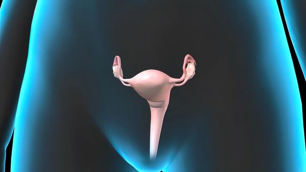 Uterus, womb, ovaries, female 3D illustration style, internal organs