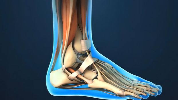 Ankle Joint Anatomy and articular cartilage 3d Render