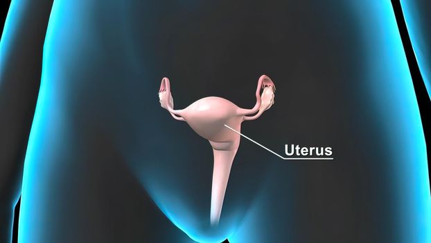 Female Reproductive System with Nervous System and Urinary Bladder Anatomy 3D illustration Concept.