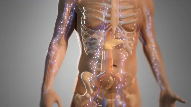 Animated Illustration on Male Human Model. Body Energy System