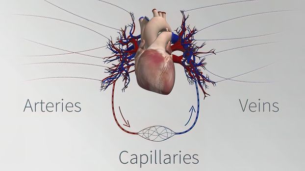 The vessels of the cardiovascular system are the heart, arteries, capillaries, and veins.