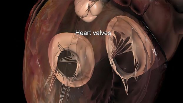 Healthy human heart and heart valve