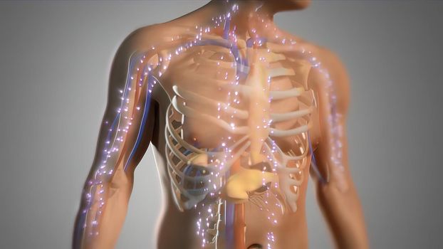 Animated Illustration on Male Human Model. Body Energy System