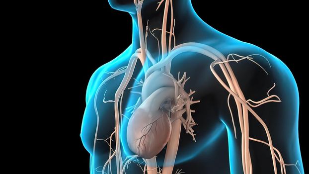 Anatomy of the Coronary Arteries