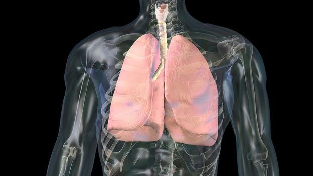 Human lungs with bronchi of mesh of model. Looping motion animated
