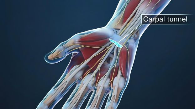 Tendon and nerve in the hand