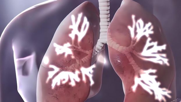 Human Respiratory System Lungs Anatomy illustration Concept. 3D